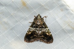 Orthaga atribasalis