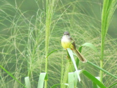 Prinia flaviventris