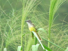Prinia flaviventris