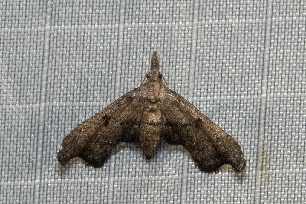 Anomima phaeochroa