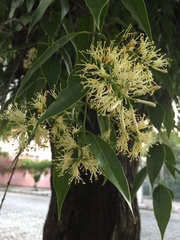 Tripodanthus acutifolius