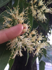 Tripodanthus acutifolius