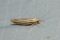 Catoryctis eugramma