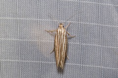 Catoryctis eugramma
