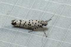 Yponomeuta internellus