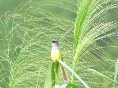 Prinia flaviventris