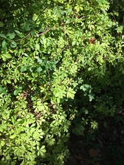 Eleutherococcus sieboldianus