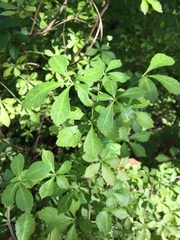 Eleutherococcus sieboldianus