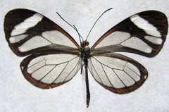 Ithomia patilla