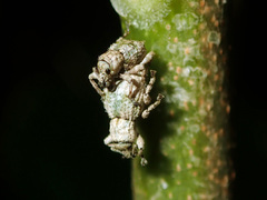 Brachyolus punctatus