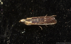 Cathyalia pallicostalis