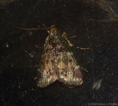 Orthaga atribasalis