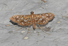 Lepidoptera