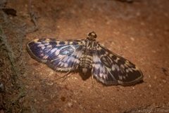 Rhimphalea sceletalis