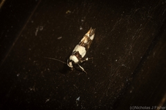 Macrobathra euryleuca