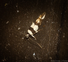 Macrobathra euryleuca