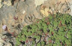 Limonium minutum