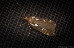 Perimeceta niphotypa