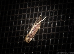 Chaliniastis astrapaea