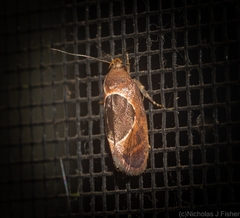 Hoplomorpha abalienella