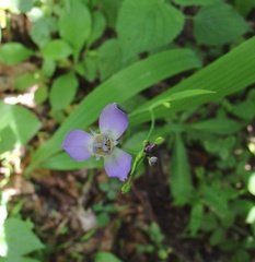 Ennealophus euryandrus euryandrus