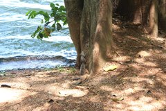 Funambulus palmarum