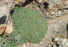 Limonium minutum