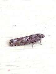 Epinotia solicitana