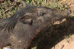 Sus scrofa affinis
