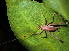 Macropathini
