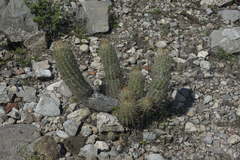 Thelocactus hastifer