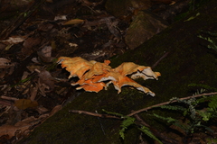 Laetiporus versisporus