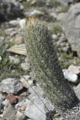 Thelocactus hastifer