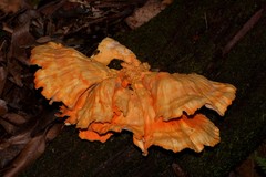 Laetiporus versisporus