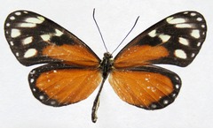 Napeogenes tolosa tolosa