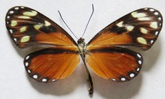 Napeogenes tolosa tolosa