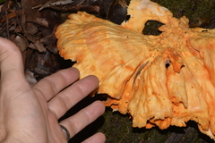 Laetiporus versisporus