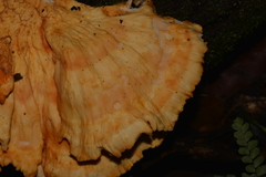 Laetiporus versisporus