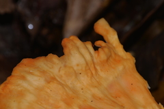Laetiporus versisporus