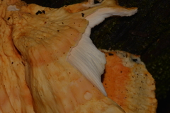 Laetiporus versisporus