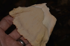 Laetiporus versisporus