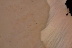 Laetiporus versisporus