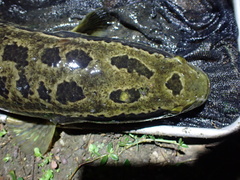 Channa maculata