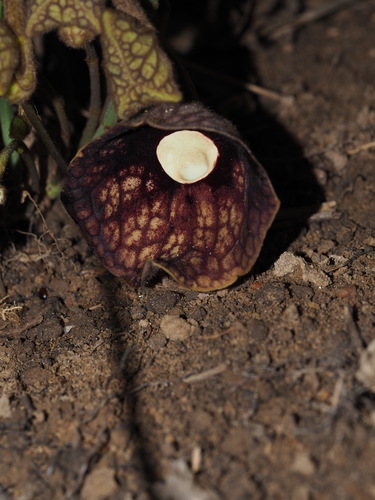 Fangchi (Aristolochia fangchi)