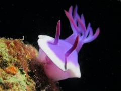 Hypselodoris violacea