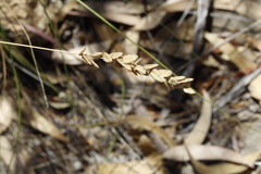 Eragrostis capensis