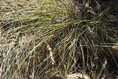 Eragrostis capensis