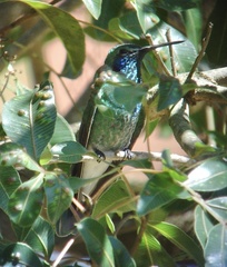 Colibri serrirostris