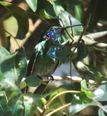 Colibri serrirostris