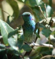 Colibri serrirostris